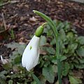 Galanthus nivalis 'Atkinsii'