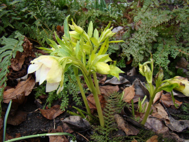 Helleborus od Błażeja