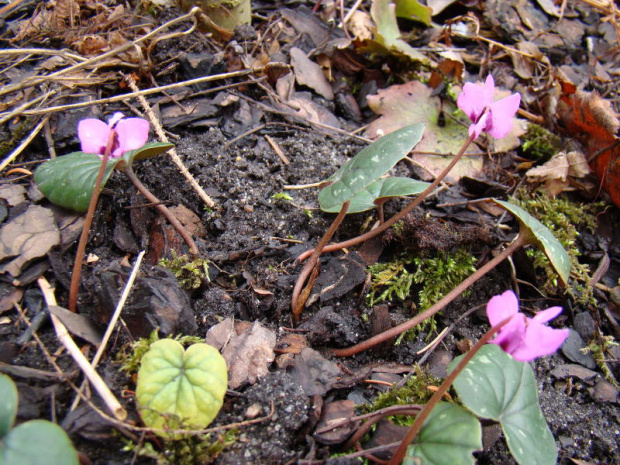 Cyclamen coum