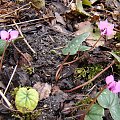 Cyclamen coum