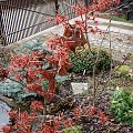 Hamamelis x intermedia 'Rubin'