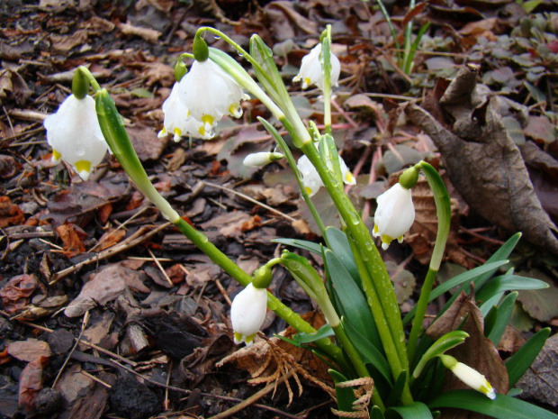 Leucojum vernum