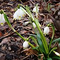 Leucojum vernum