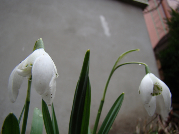 Galanthus 'Lady Beatrix Stanley'