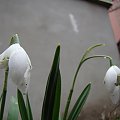 Galanthus 'Lady Beatrix Stanley'