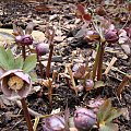 Helleborus purpurascens