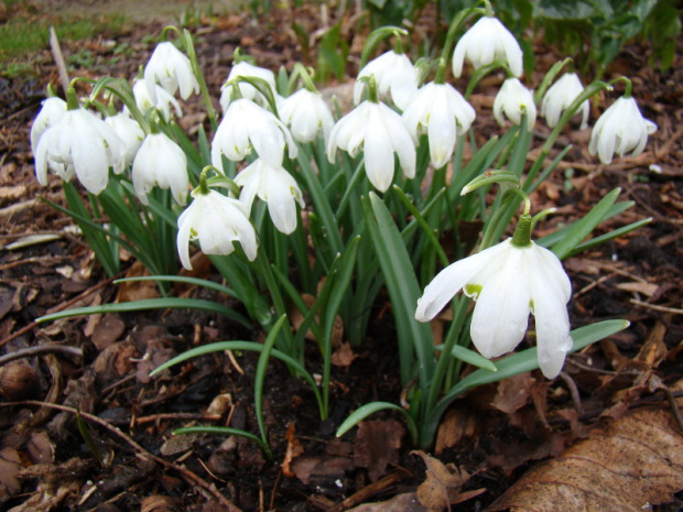 Galanthus nivalis 'Flore Pleno'