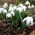 Galanthus nivalis 'Flore Pleno'