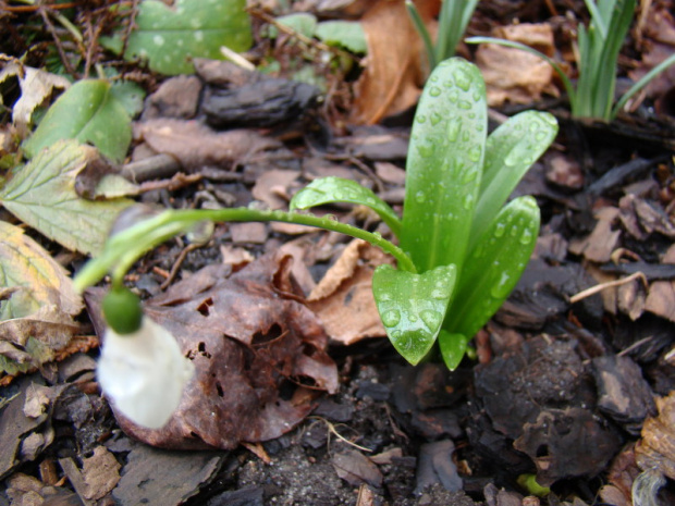 Galanthus woronowii