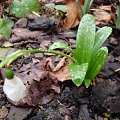 Galanthus woronowii