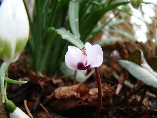 Cyclamen coum