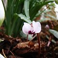 Cyclamen coum