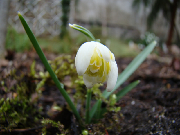 Galanthus nivalis f.pleniflorus 'Lady Elphinstone'