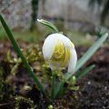 Galanthus nivalis f.pleniflorus 'Lady Elphinstone'