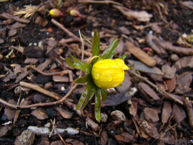 Eranthis cilicica.