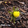 Eranthis cilicica.