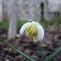 Galanthus nivalis f.pleniflorus 'Lady Elphinstone'