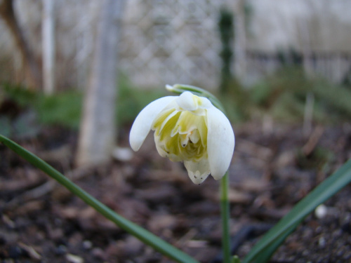 Galanthus nivalis f.pleniflorus 'Lady Elphinstone'