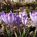 Crocus heuffelianus ' Shockwave