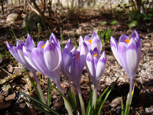 Crocus heuffelianus ' Shockwave