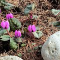 Cyclamen coum