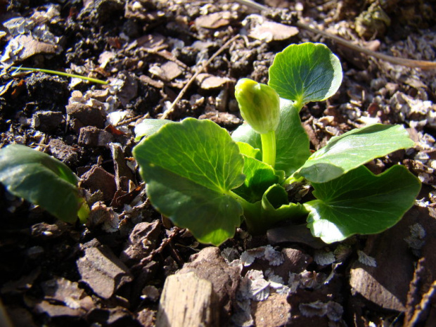 Ranunculus kochii