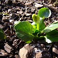 Ranunculus kochii