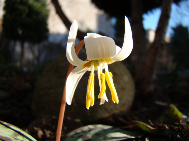 Erythronium caucasicum