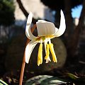 Erythronium caucasicum