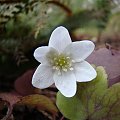 Hepatica transsylvanica 'Alba'