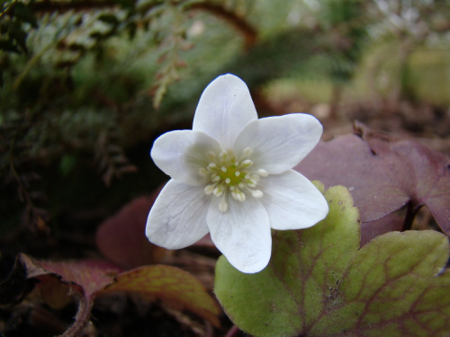 Hepatica transsylvanica 'Alba'