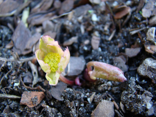 Hacquetia epipactis 'Thor'