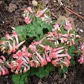 Corydalis solida sp