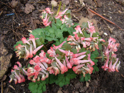 Corydalis solida sp