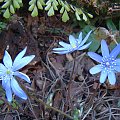 Hepatica transsylvanica