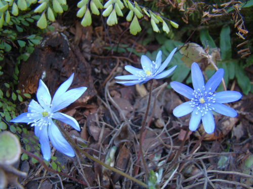 Hepatica transsylvanica