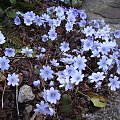 Hepatica transsylvanica