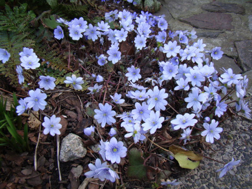 Hepatica transsylvanica