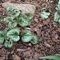 Cyclamen cilicium