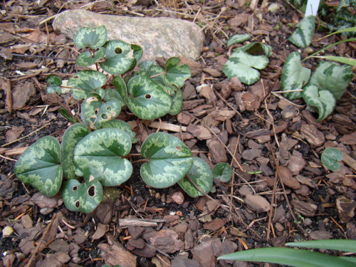 Cyclamen cilicium