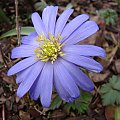 Anemone blanda