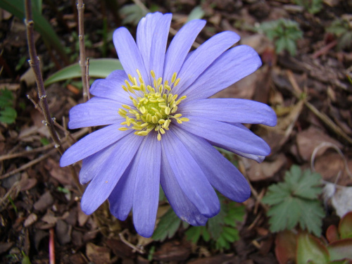 Anemone blanda