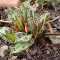 Erythronium dens-canis