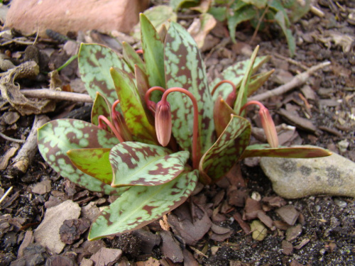 Erythronium dens-canis