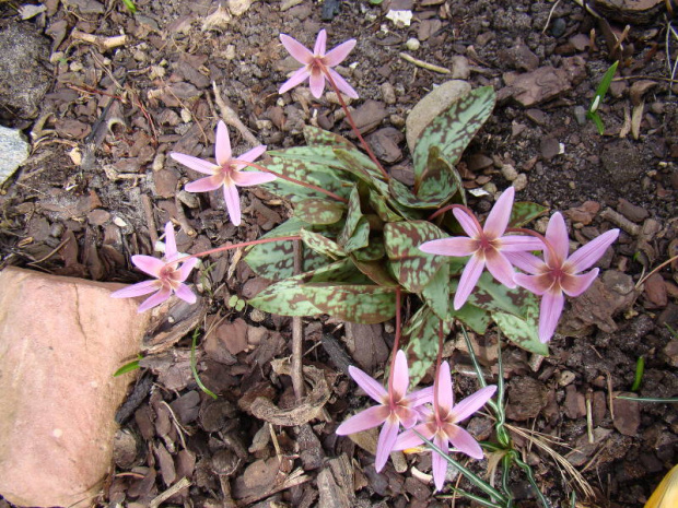 Erythronium dens-canis