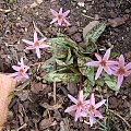 Erythronium dens-canis