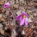 Hepatica nobilis 'Cremar'