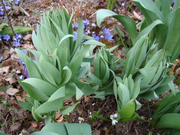 Fritillaria persica