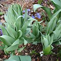 Fritillaria persica