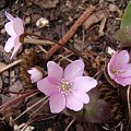 Hepatica nobilis